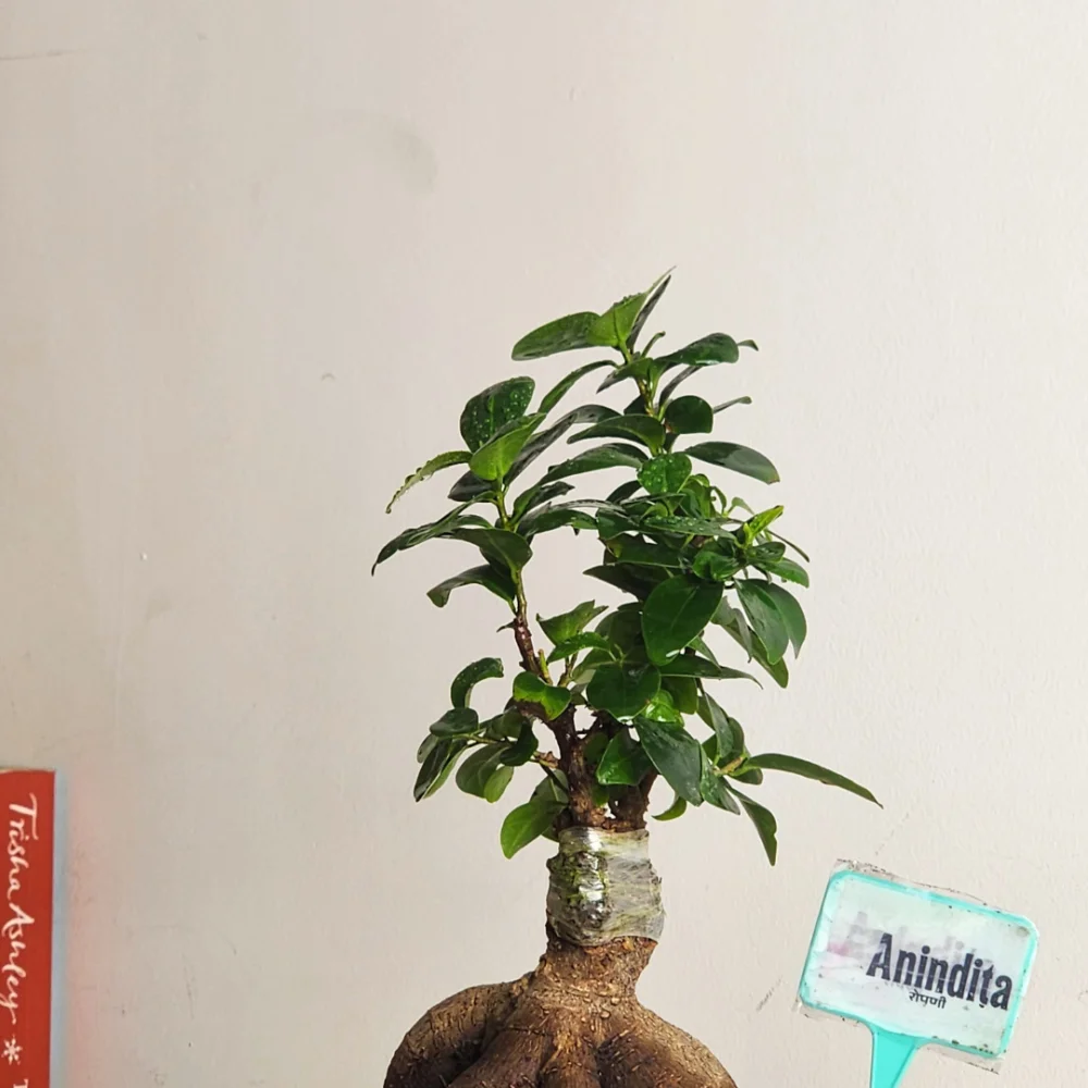 product-gallery