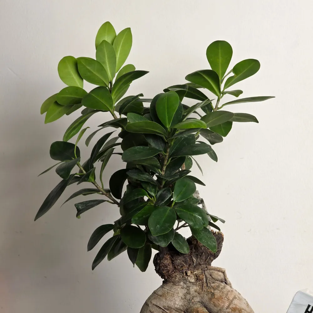 product-gallery