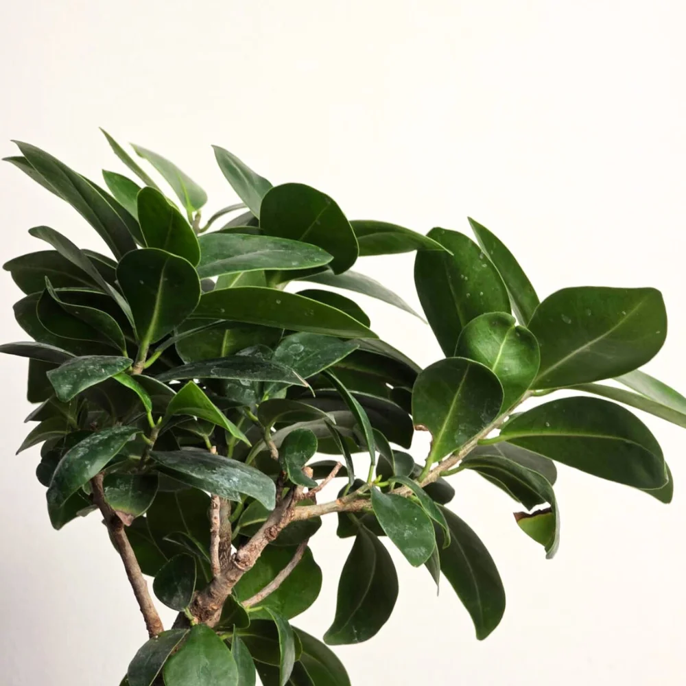 product-gallery