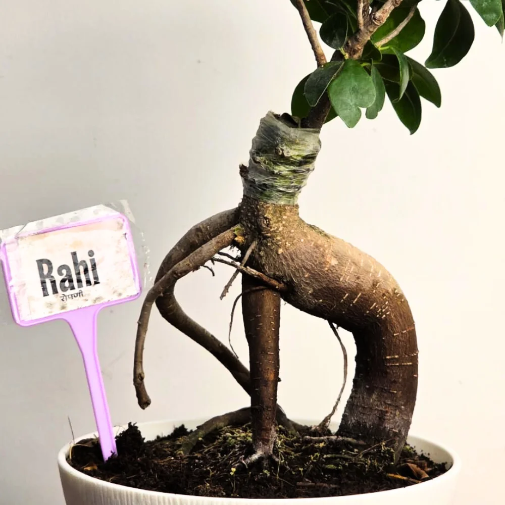 product-gallery