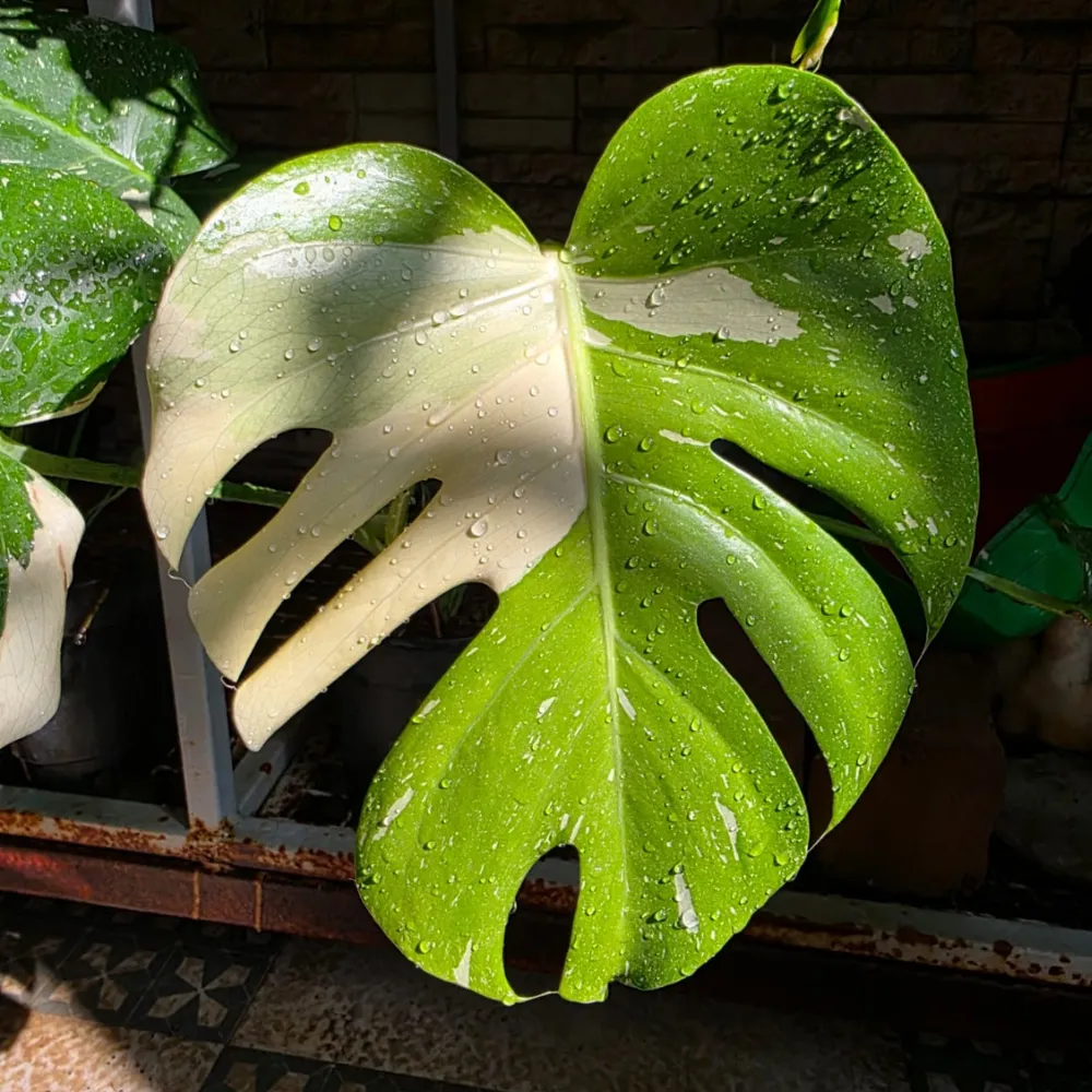 product-gallery