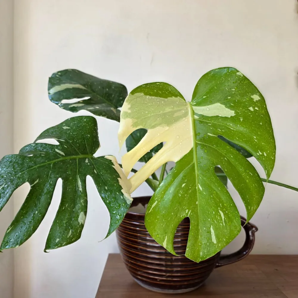 product-gallery