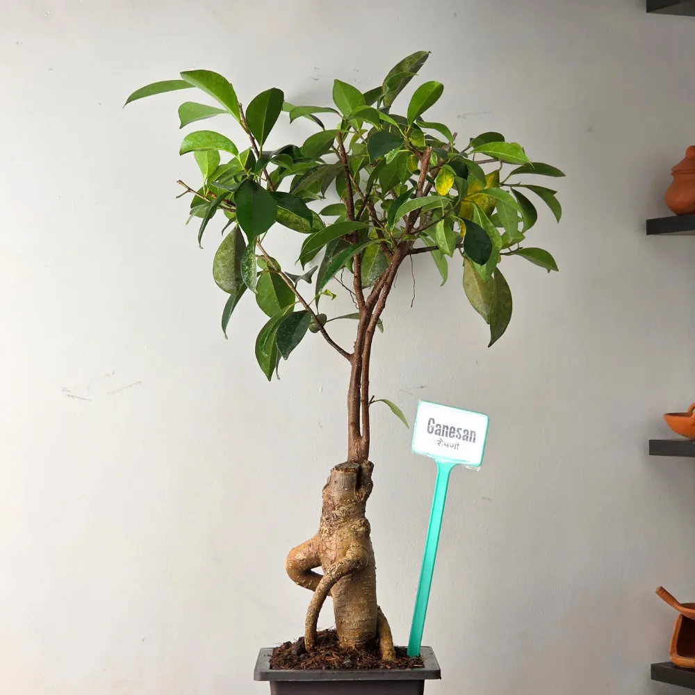 product-gallery