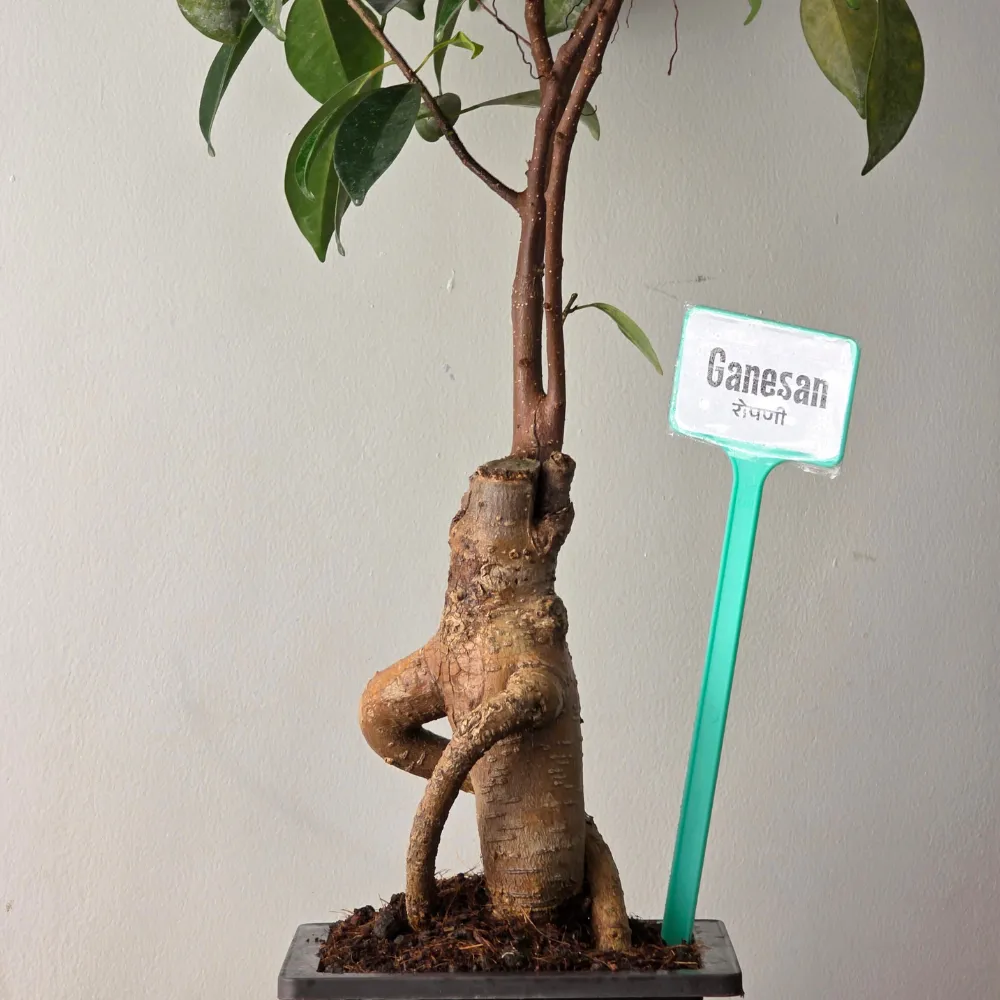 product-gallery