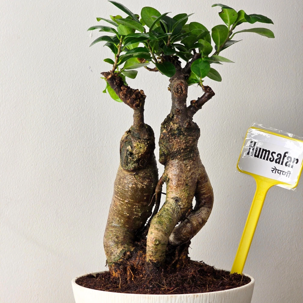 product-gallery