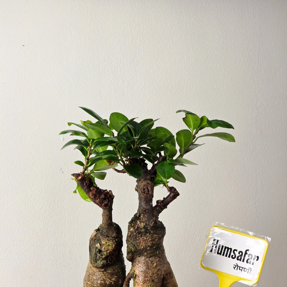 product-gallery