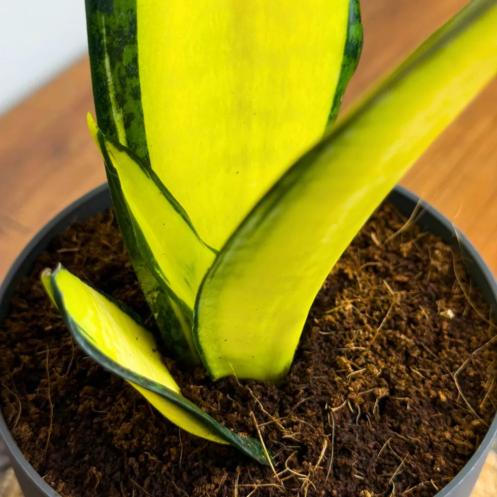 product-gallery