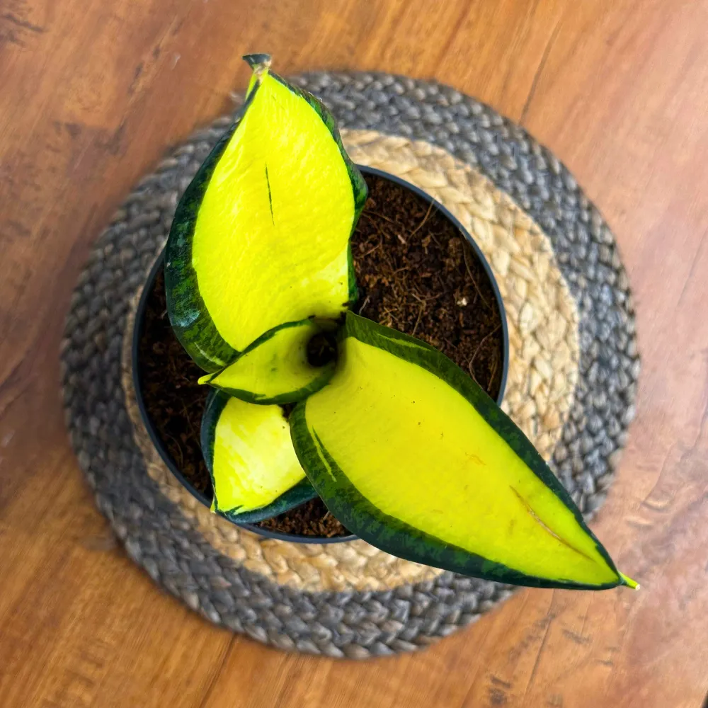 product-gallery