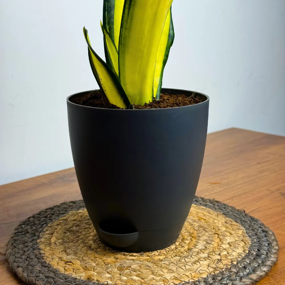 product-gallery