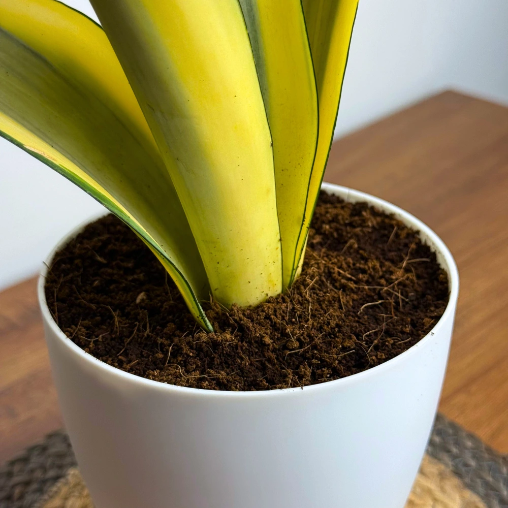 product-gallery