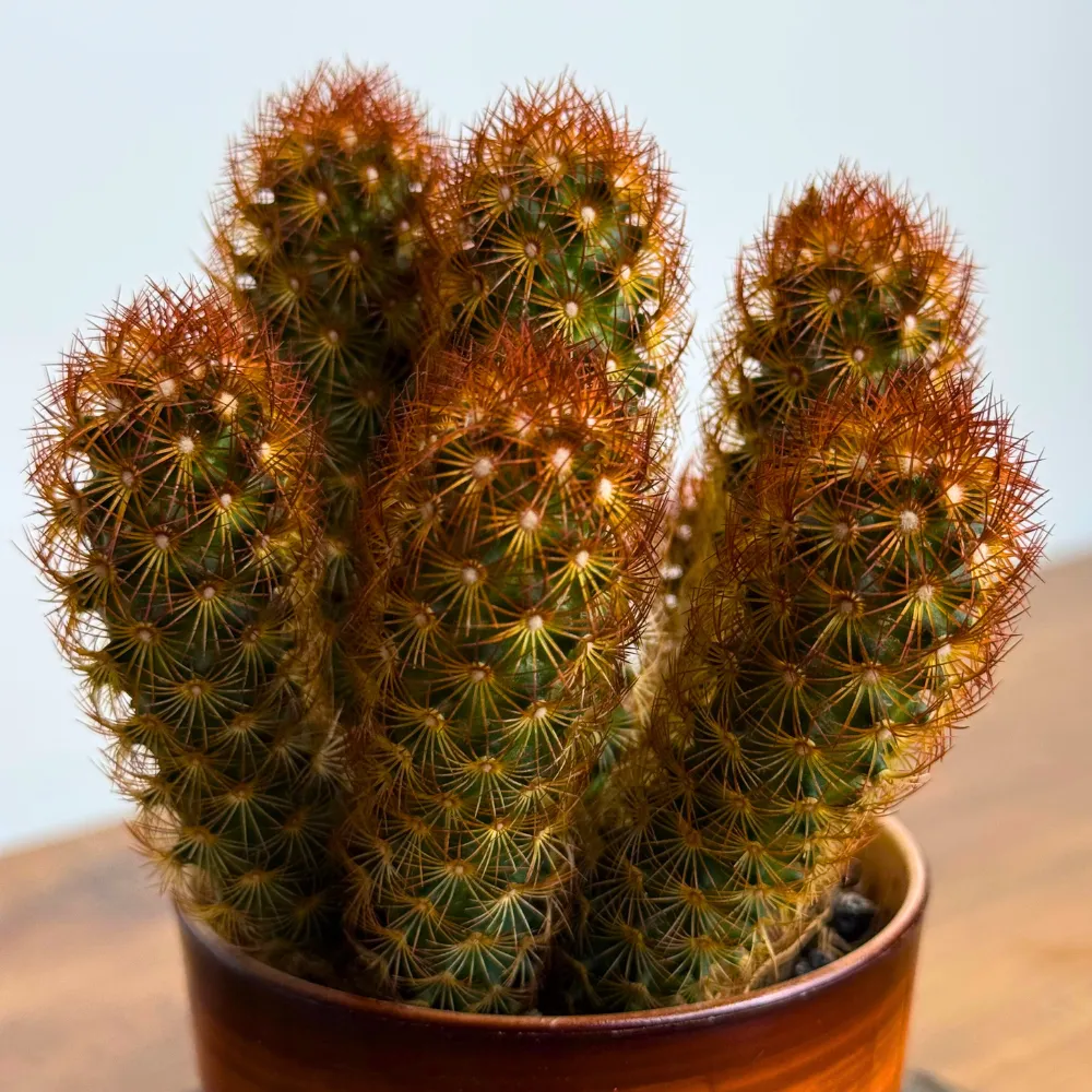 product-gallery