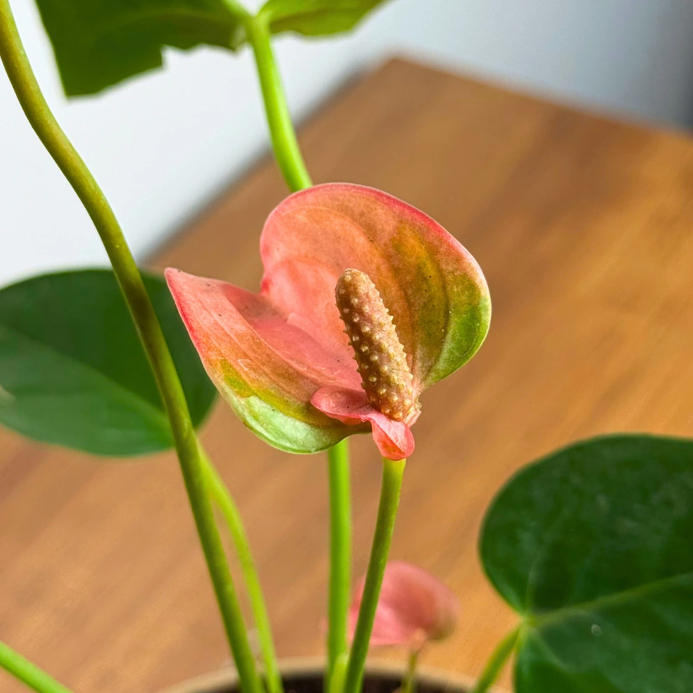 product-gallery