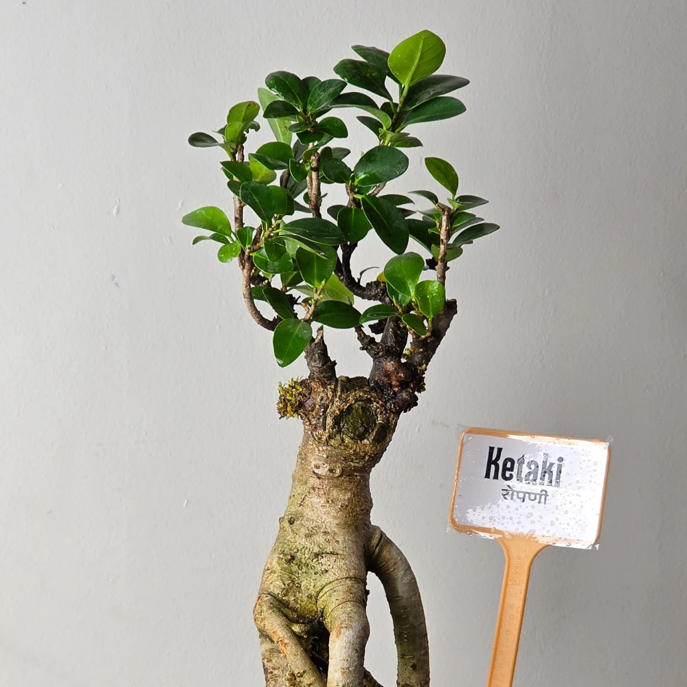 product-gallery