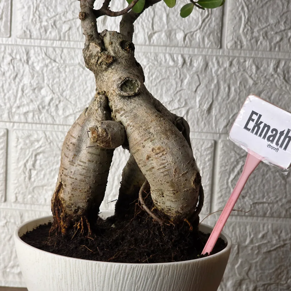 product-gallery