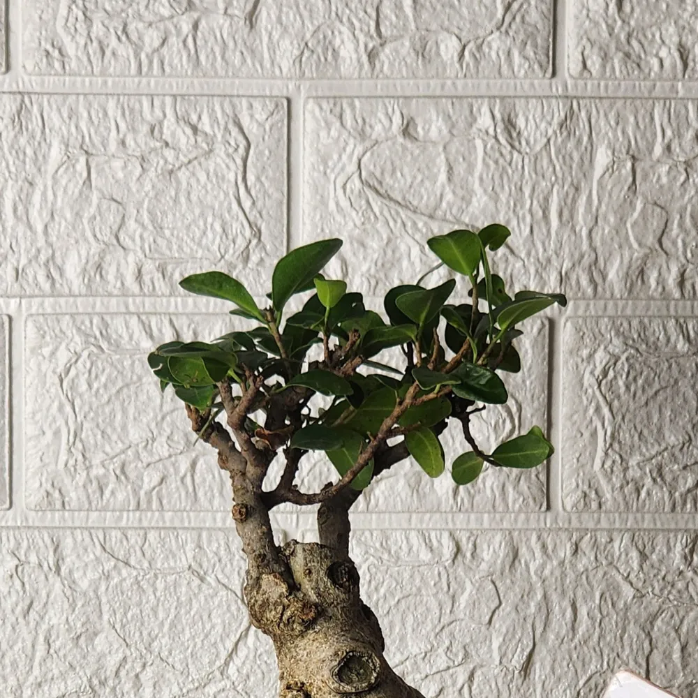 product-gallery