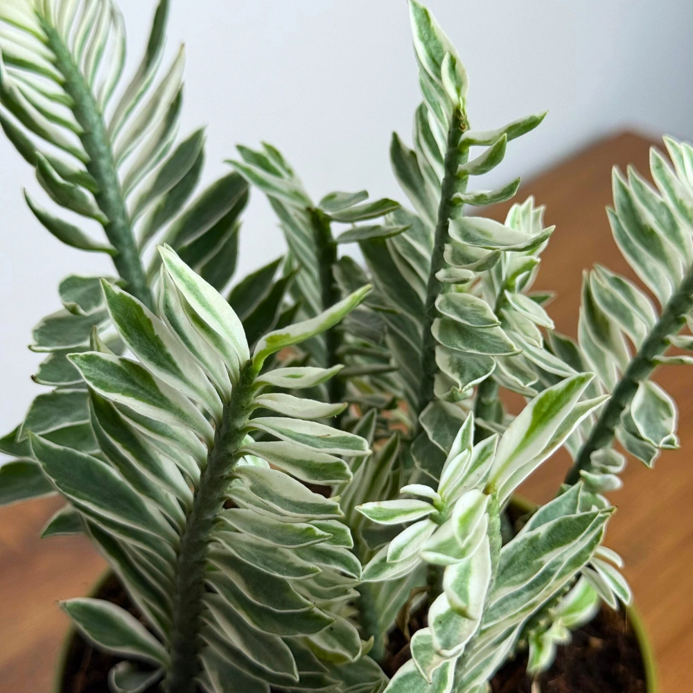 product-gallery