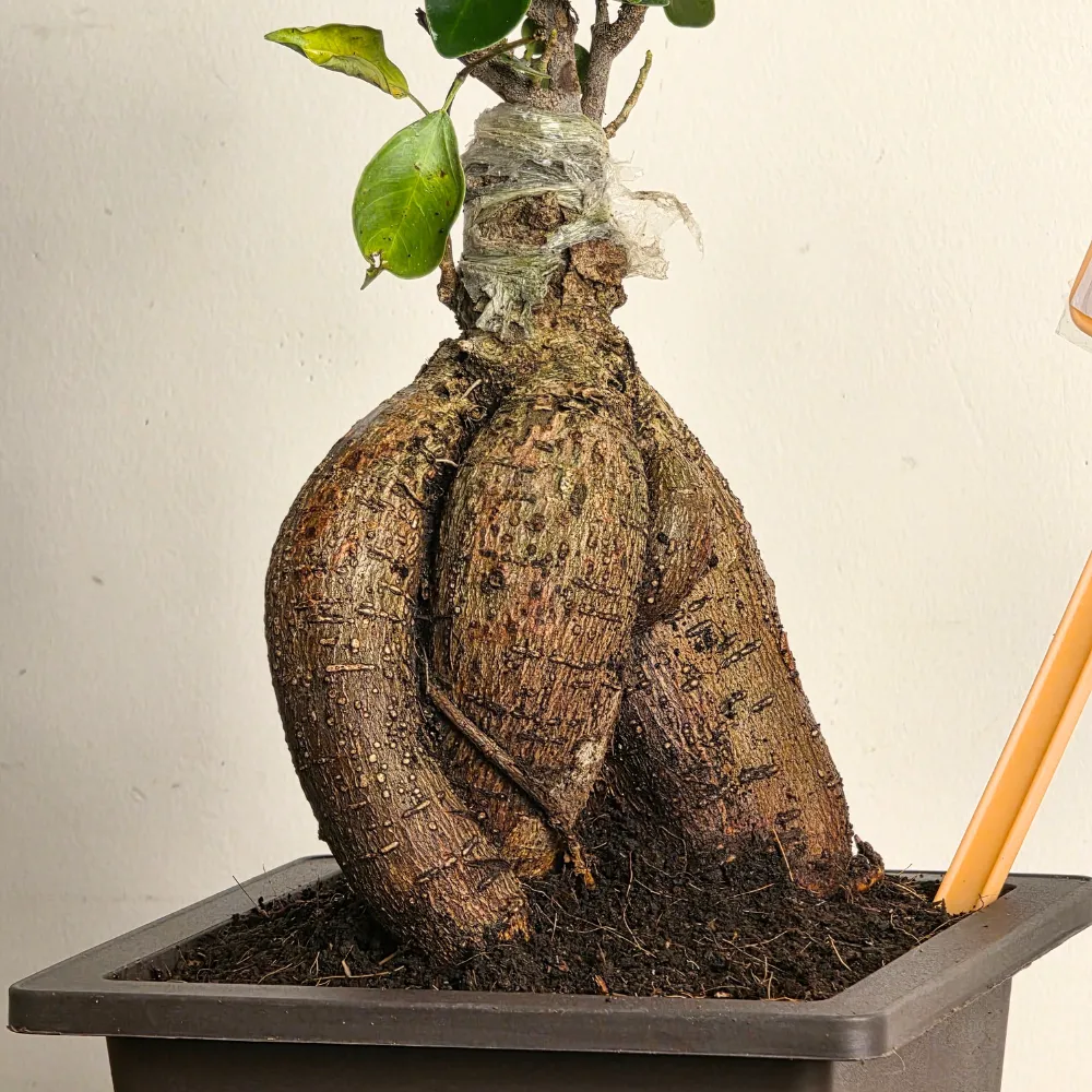 product-gallery