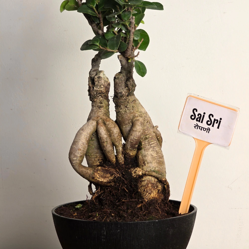 product-gallery