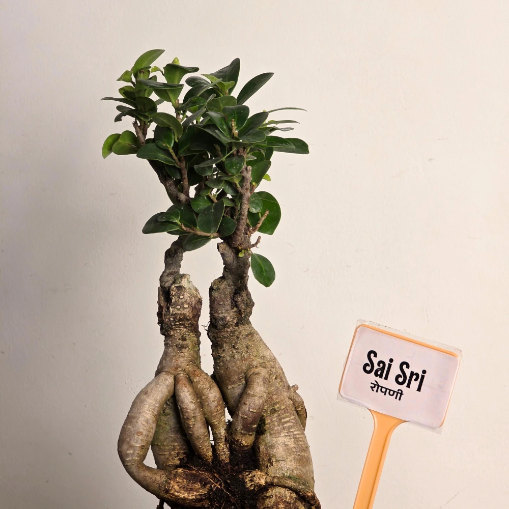 product-gallery