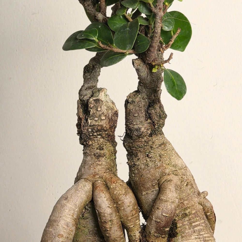 product-gallery