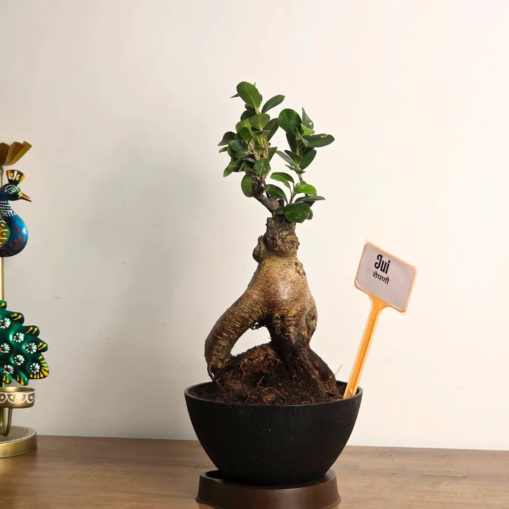 product-gallery