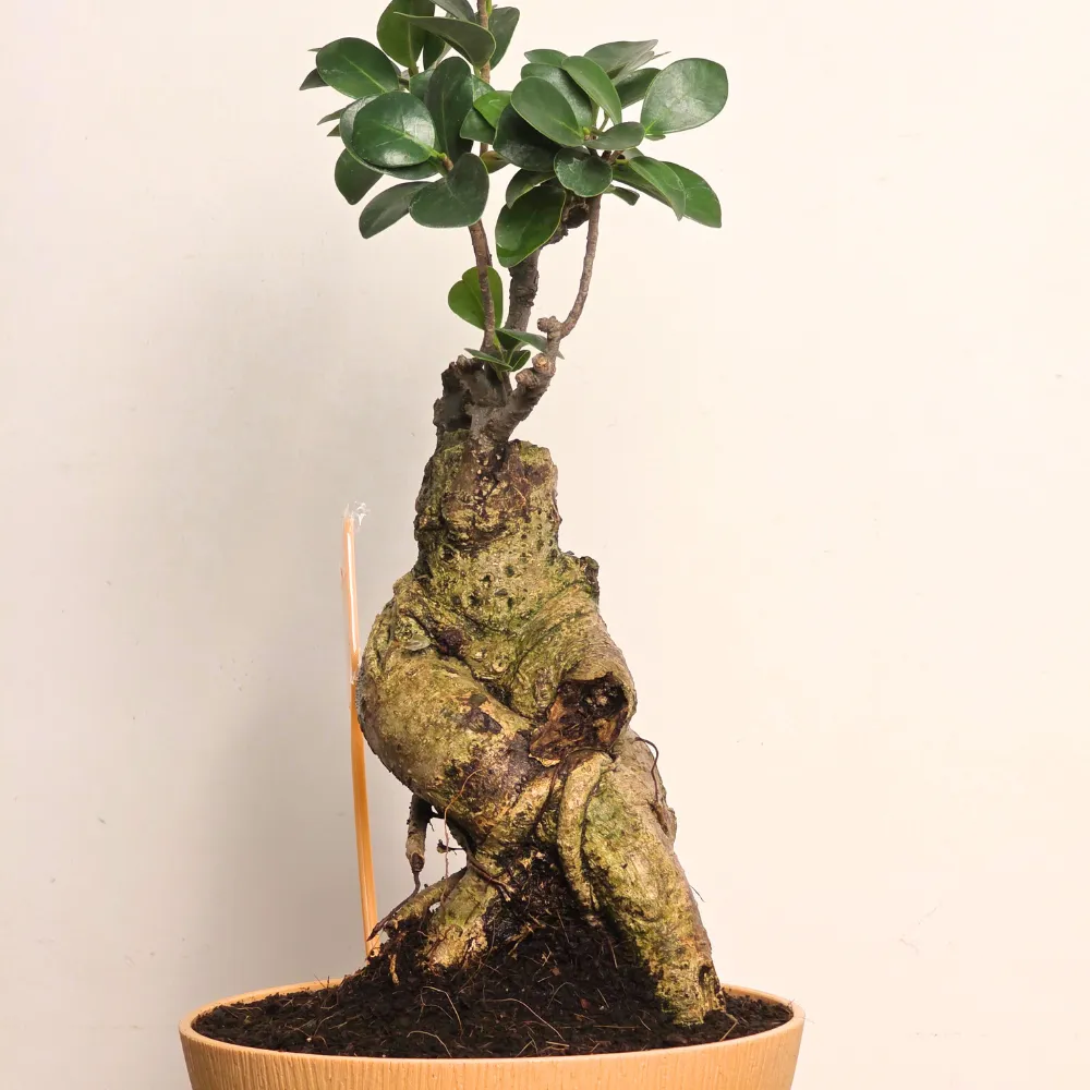 product-gallery