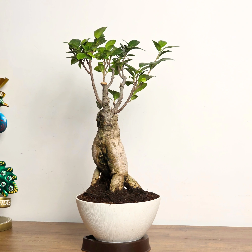 product-gallery