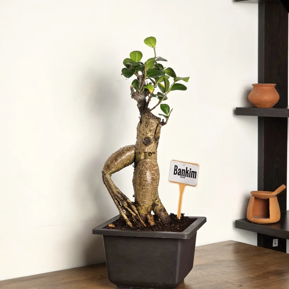 product-gallery