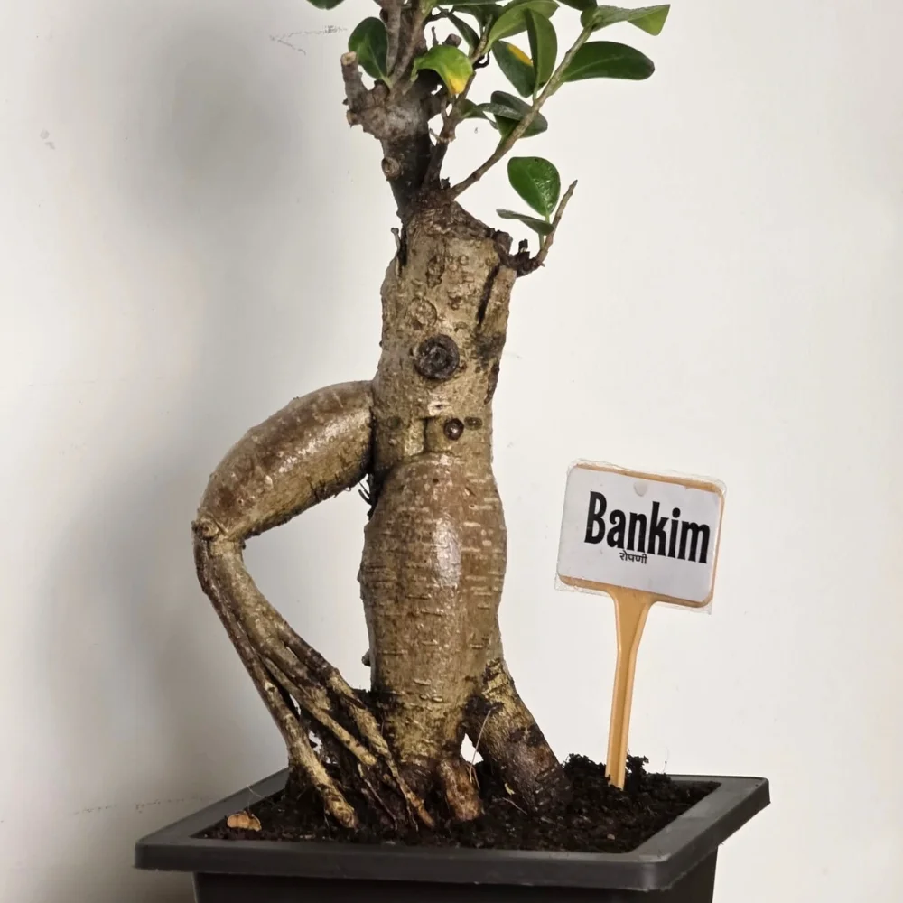 product-gallery