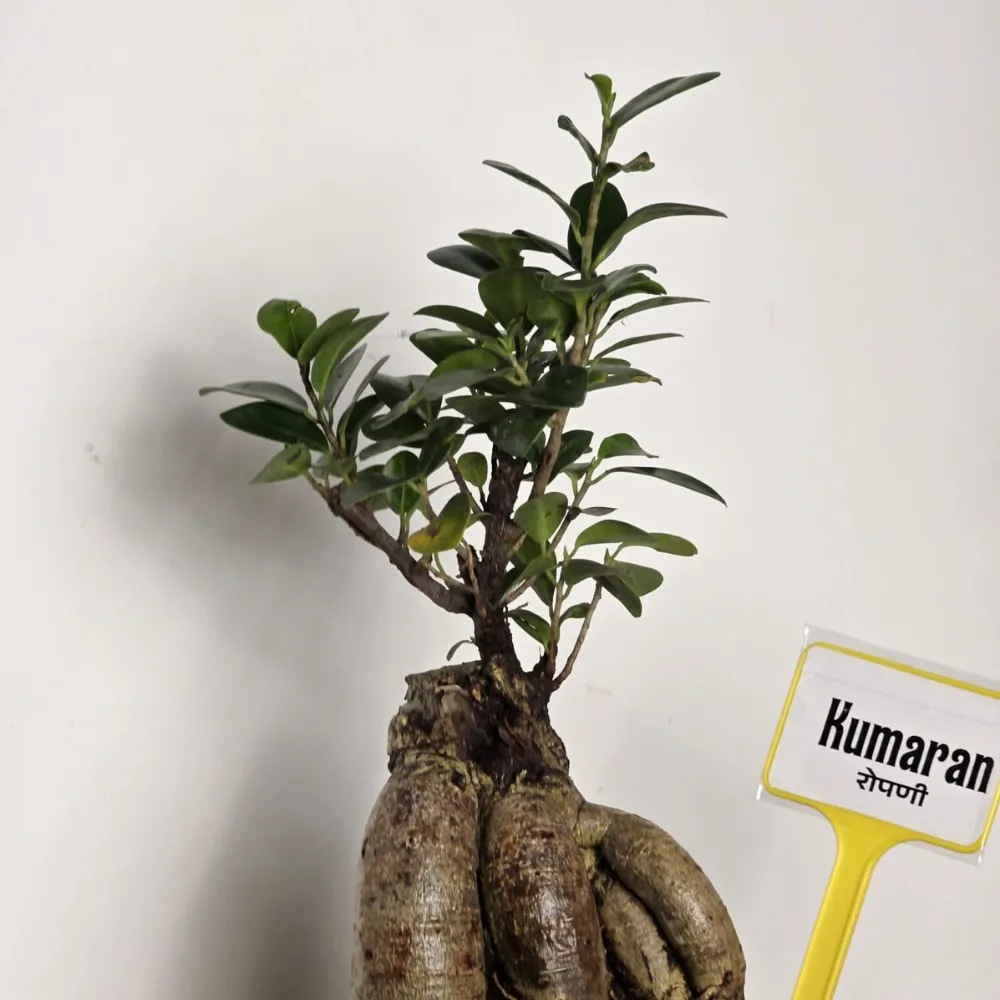 product-gallery