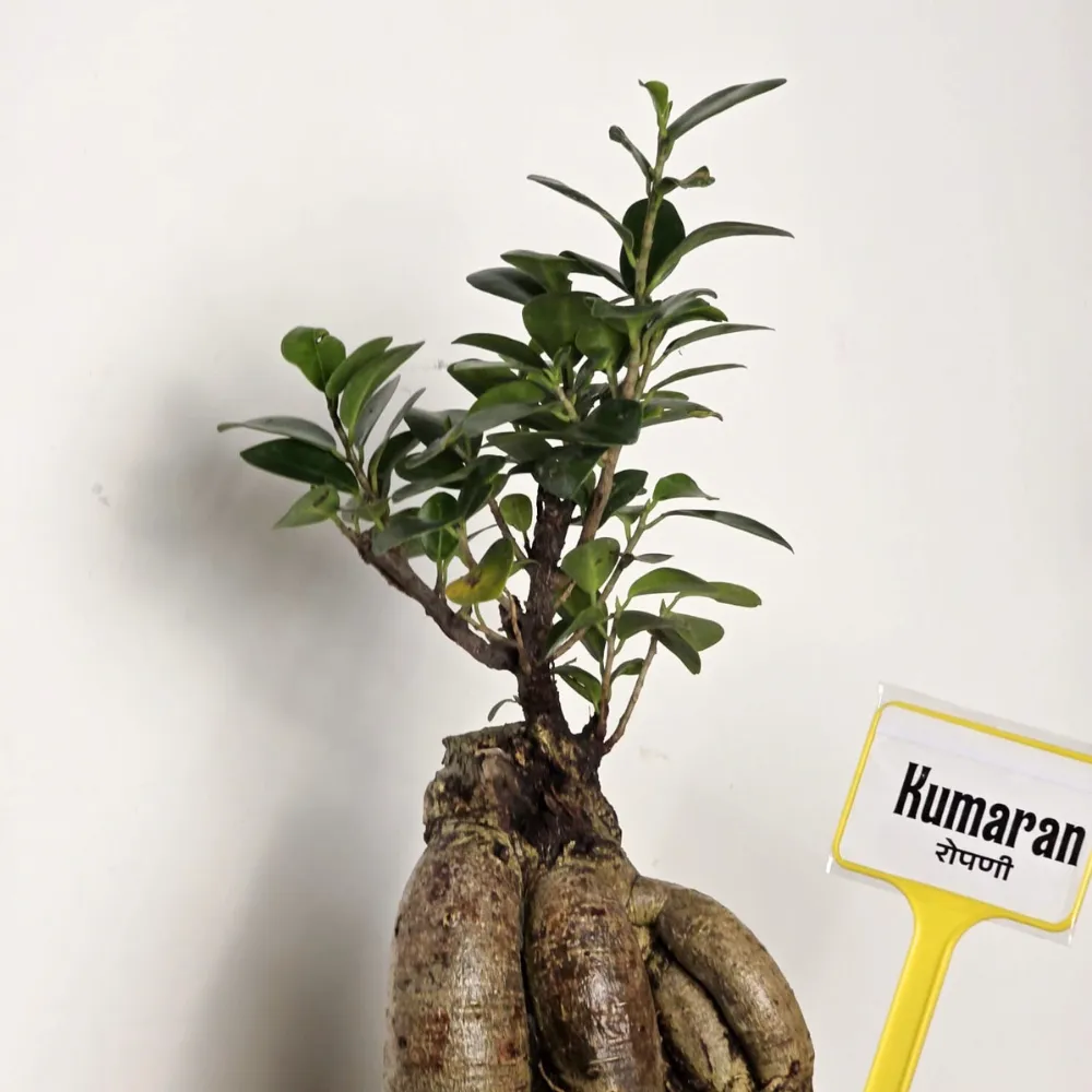 product-gallery