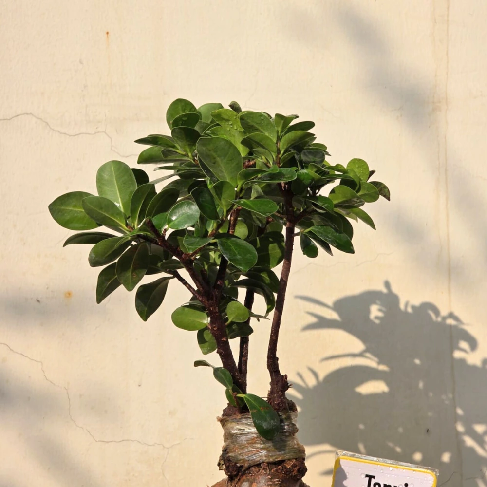 product-gallery
