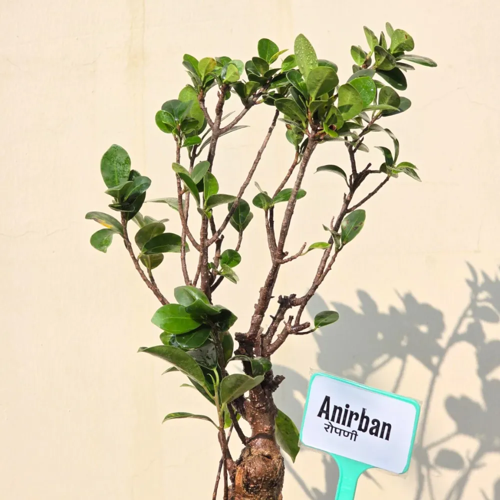 product-gallery