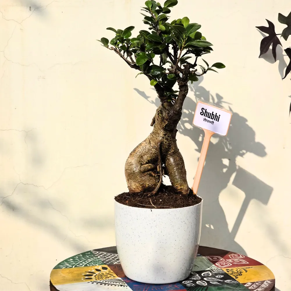 product-gallery