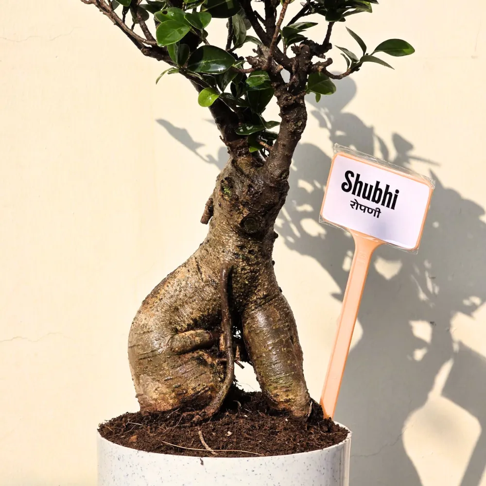 product-gallery