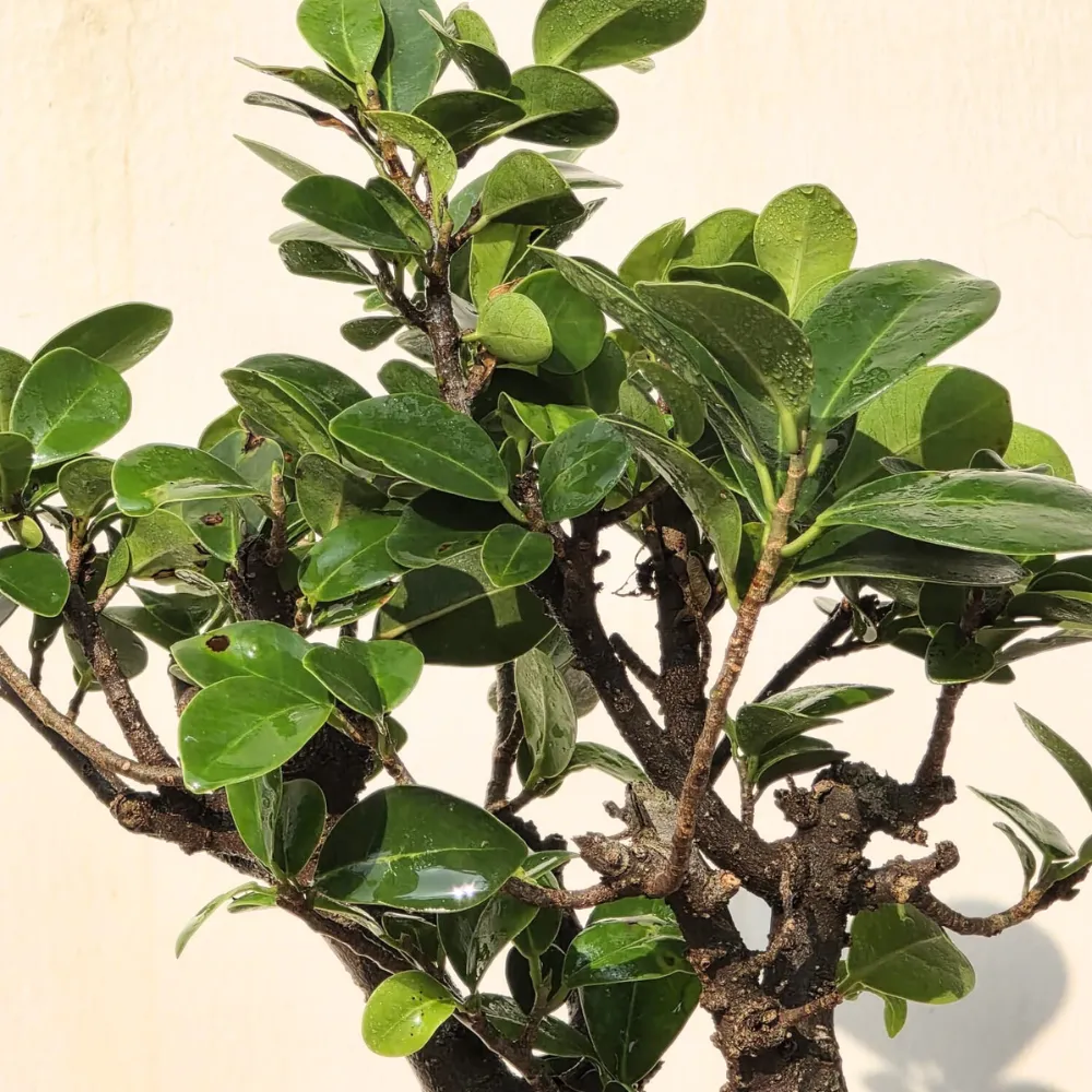 product-gallery