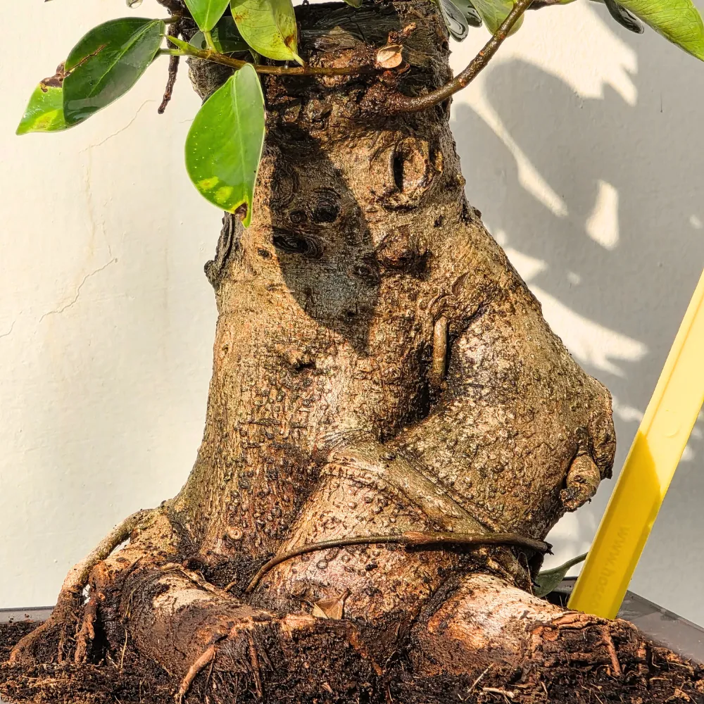 product-gallery