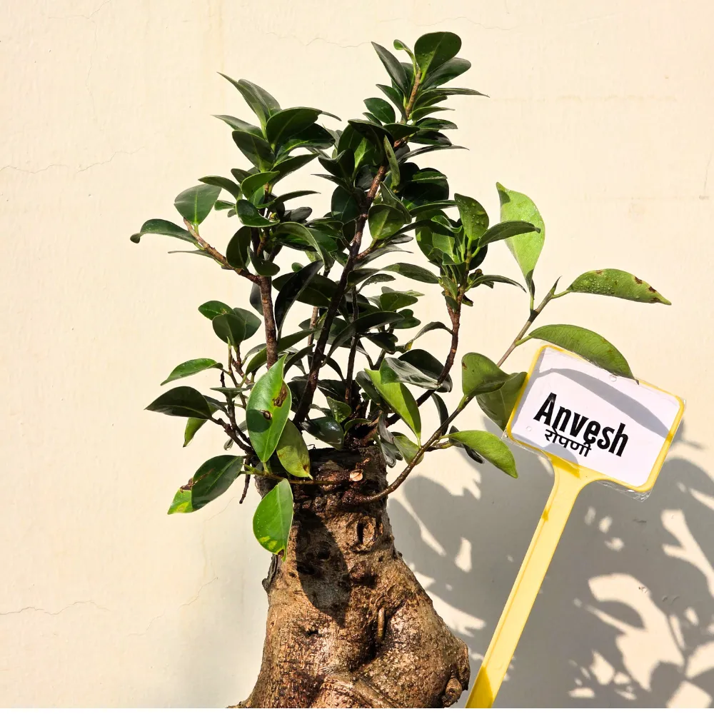 product-gallery
