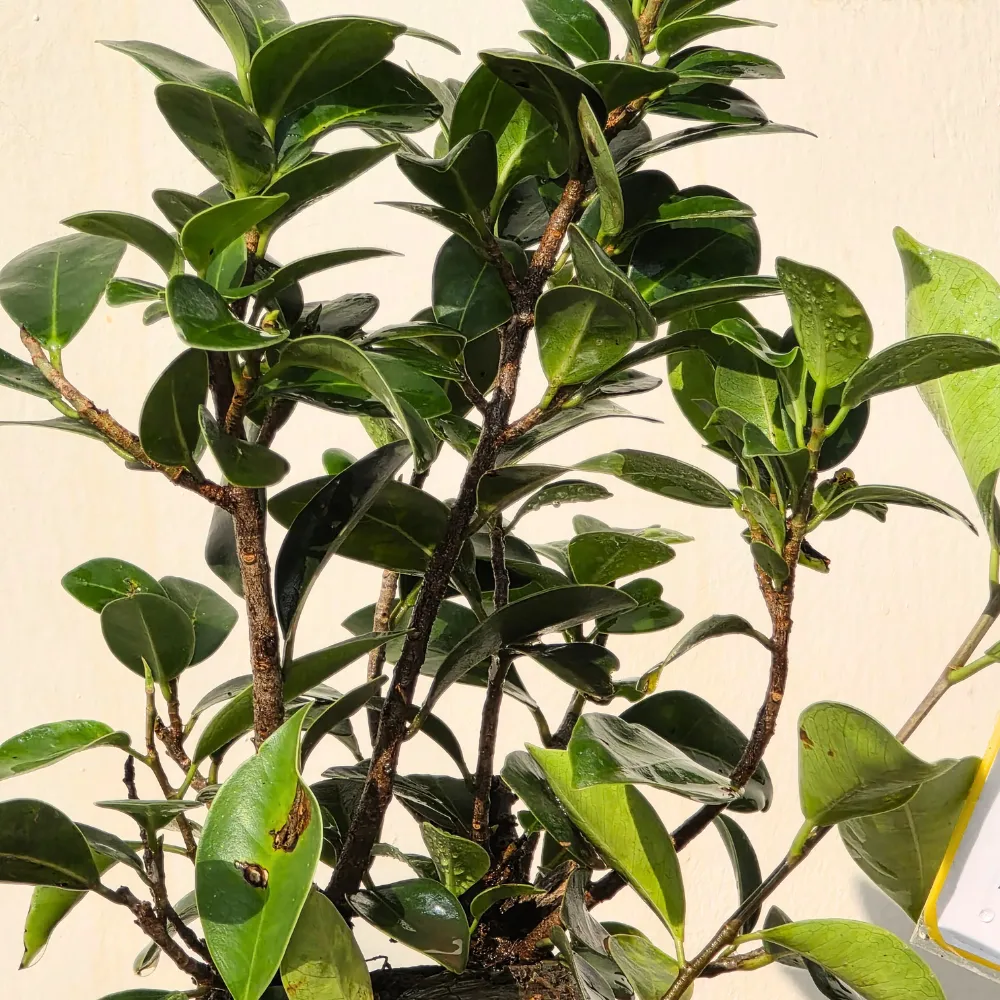 product-gallery