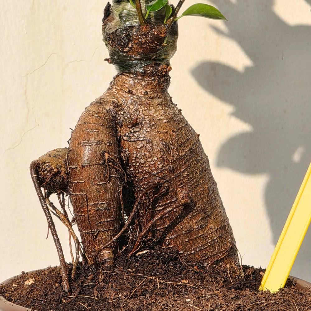 product-gallery