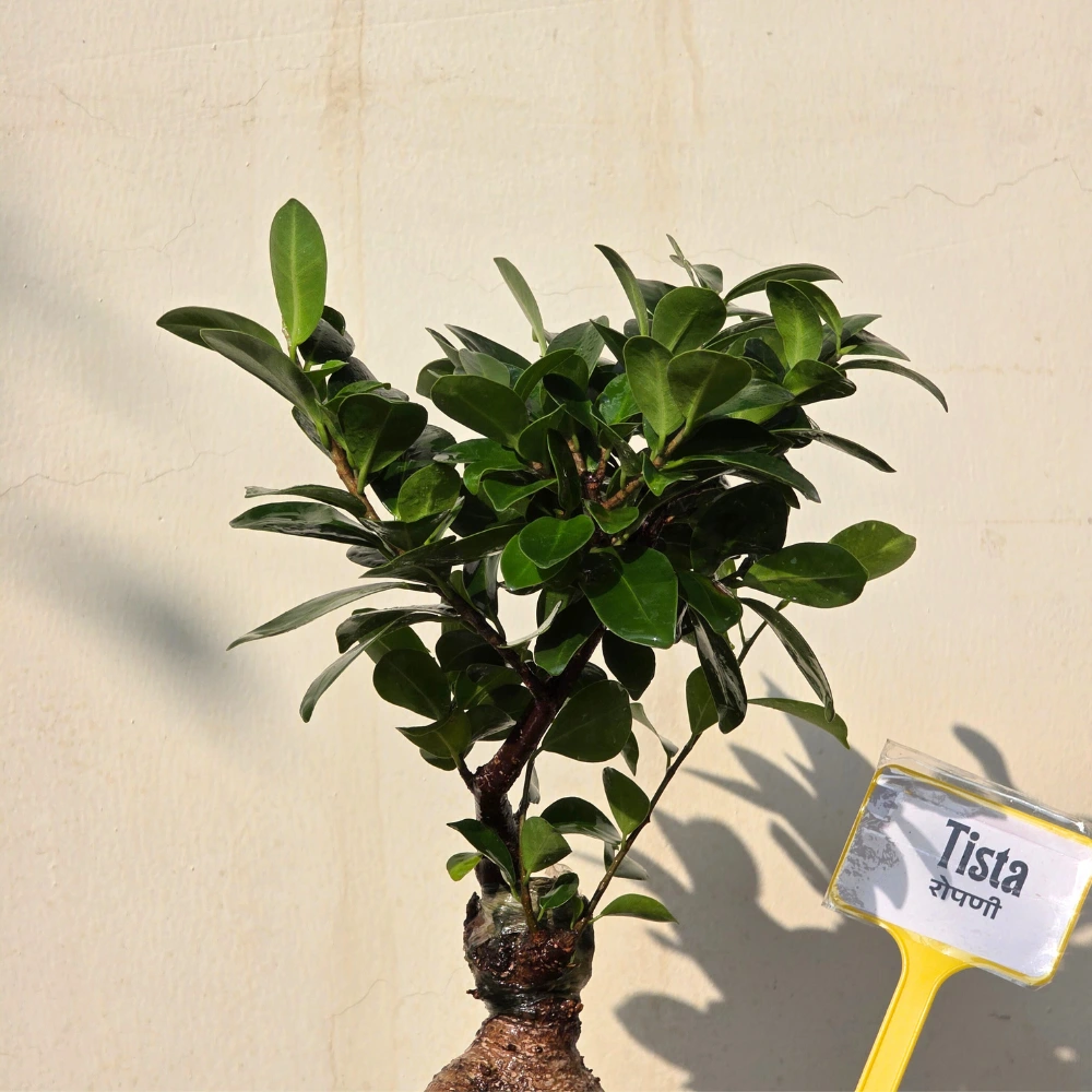 product-gallery
