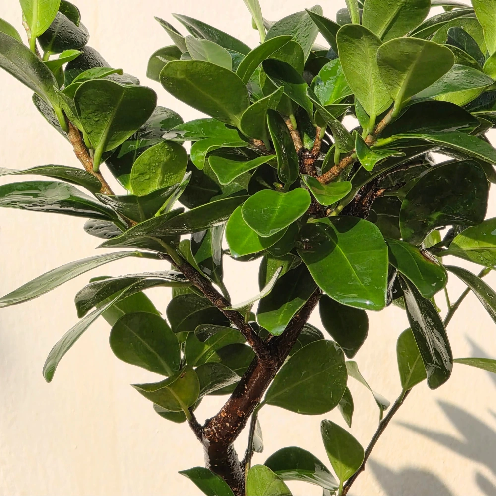 product-gallery