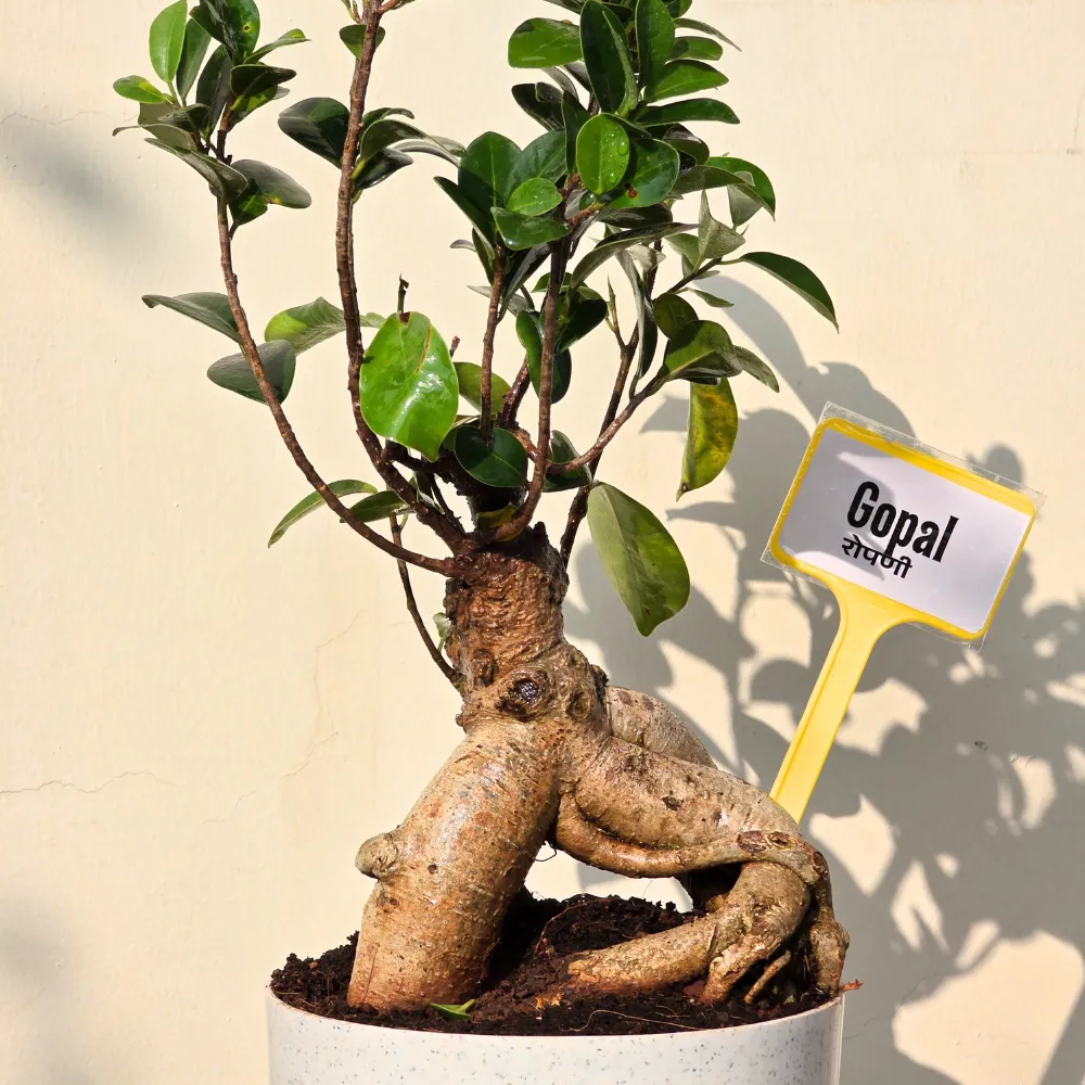 product-gallery