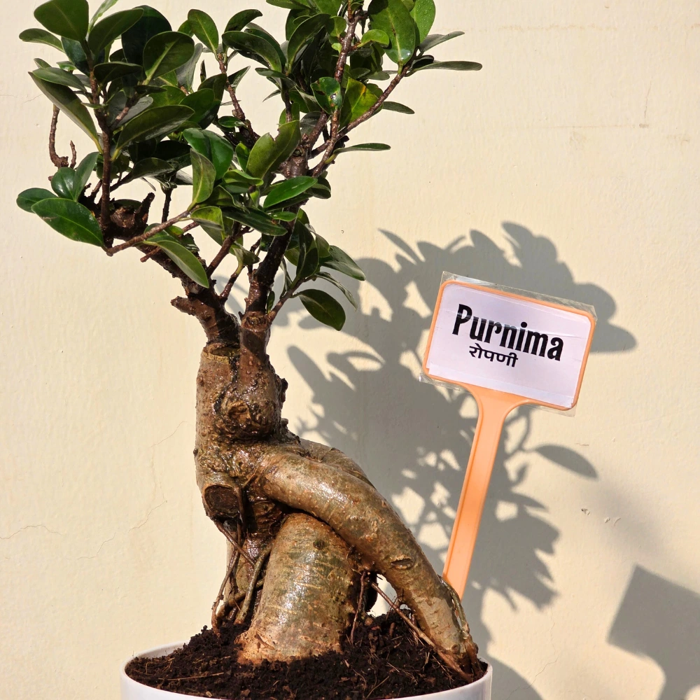 product-gallery