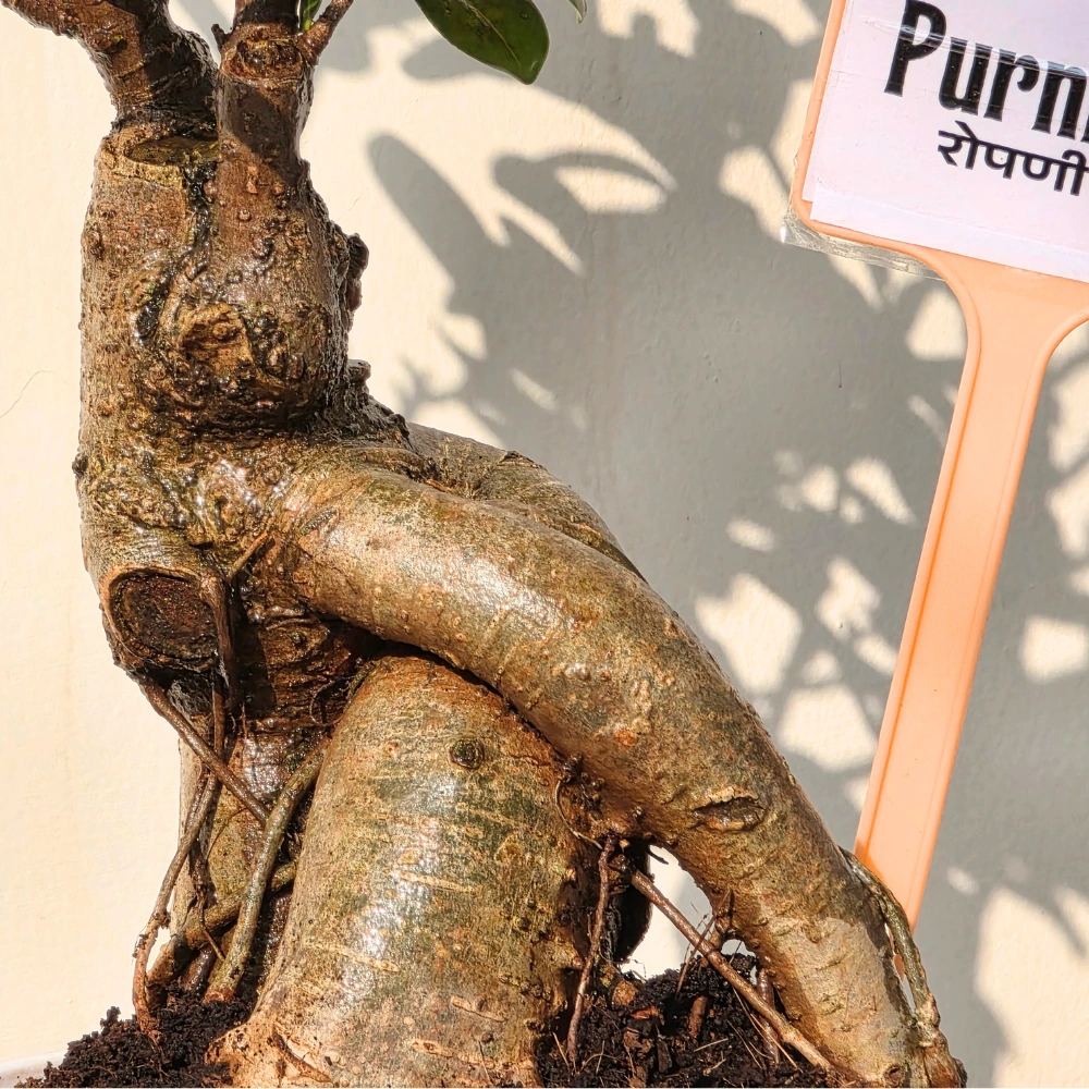 product-gallery