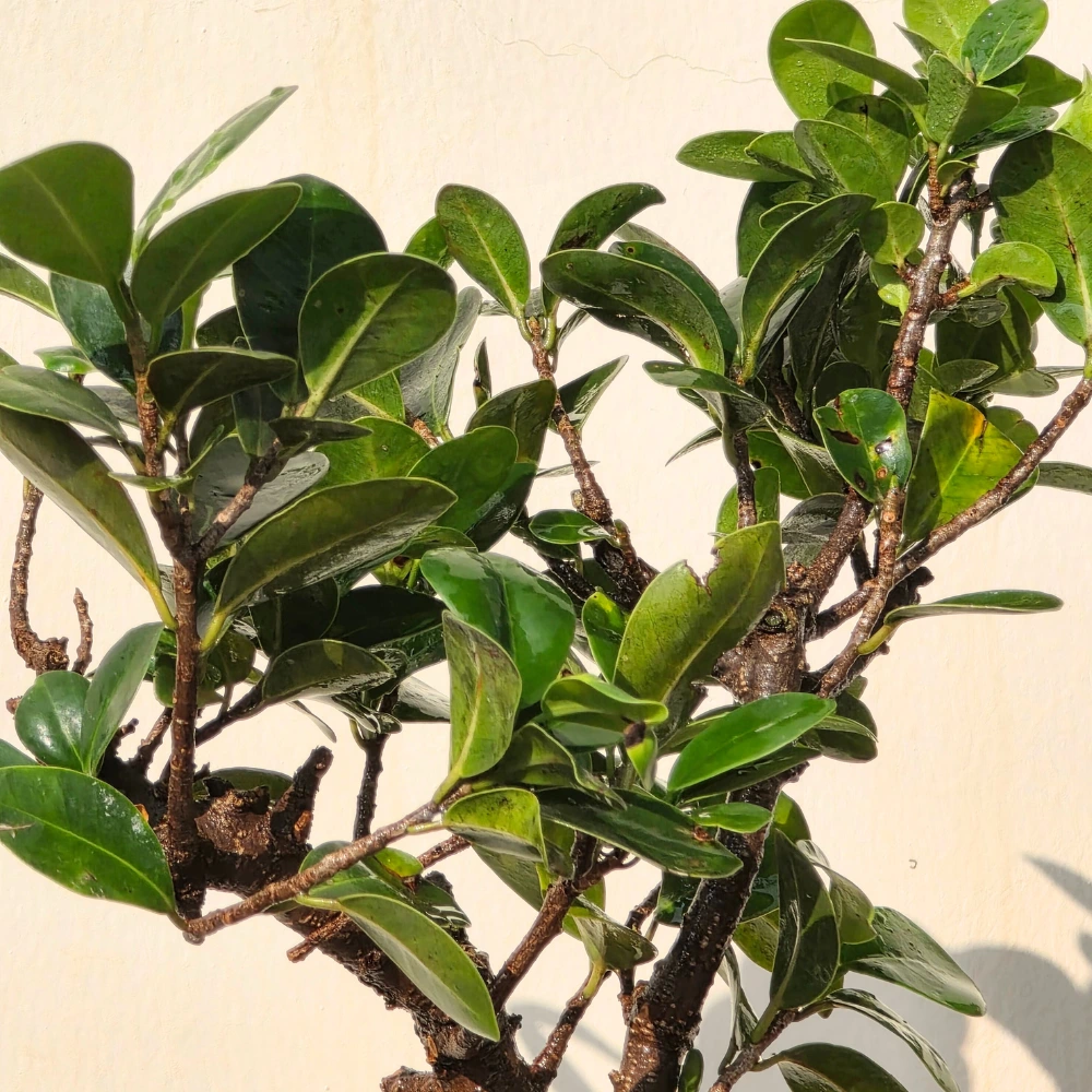 product-gallery