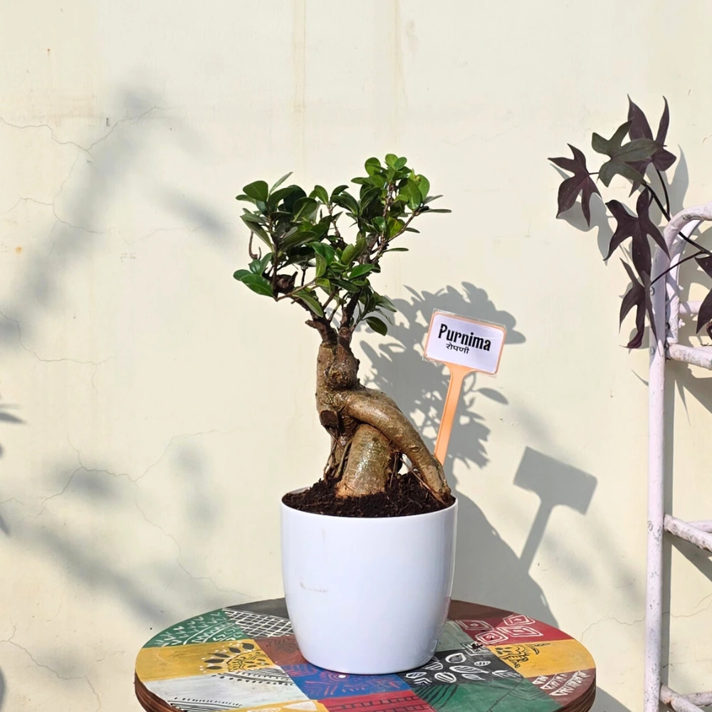 product-gallery