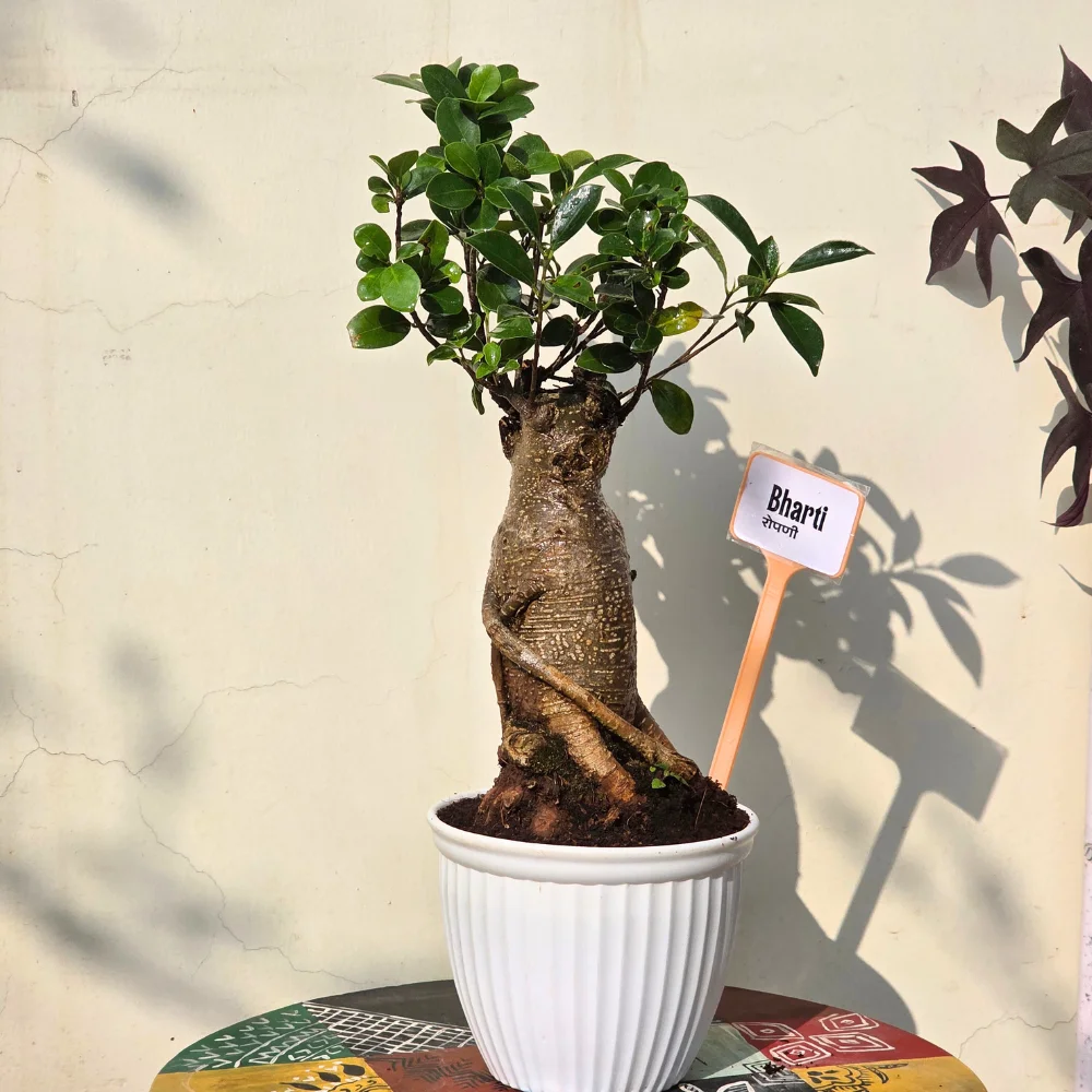 product-gallery