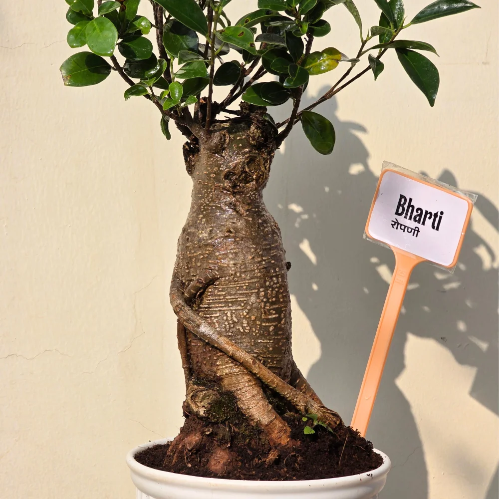 product-gallery