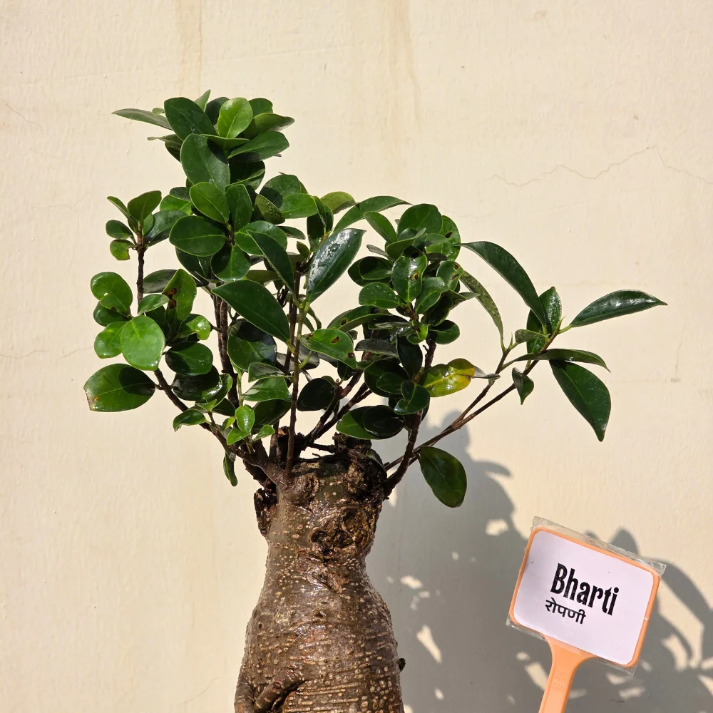 product-gallery